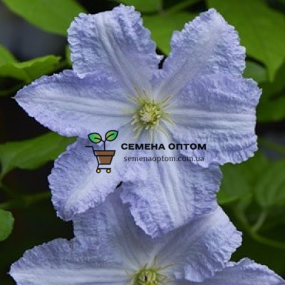 Клематис Блю Ангел (Blue Angel)